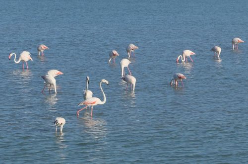 Flamingos